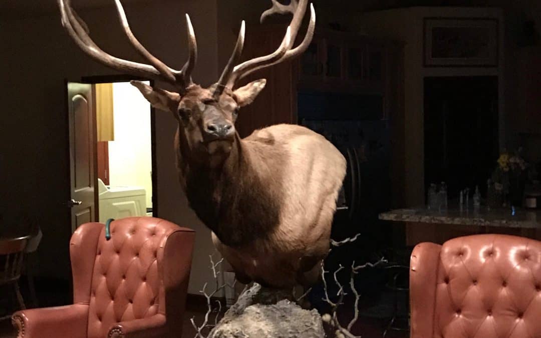 Hunting Success: A Story and Photo Behind a Shoal Creek Elk Mount.