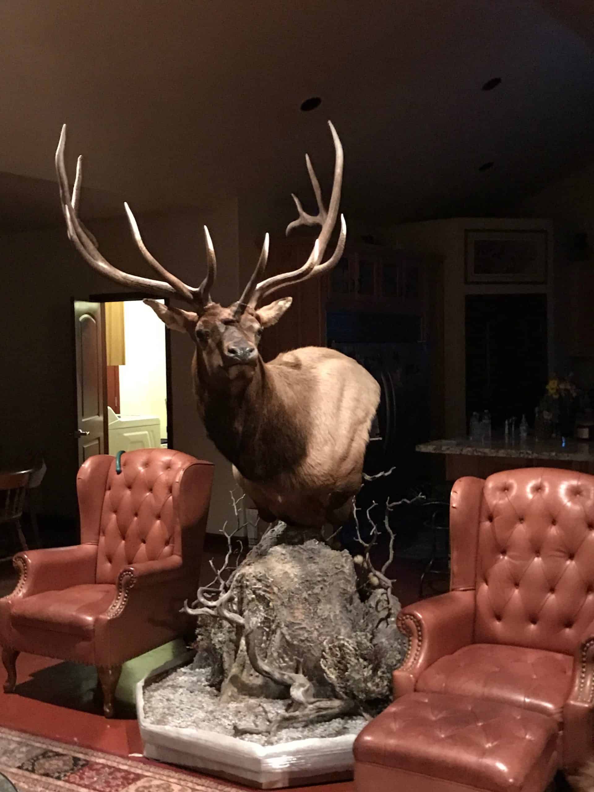 Shoal Creek Outfitters Elk Mount Shoal Creek Outfitters Elk Mount