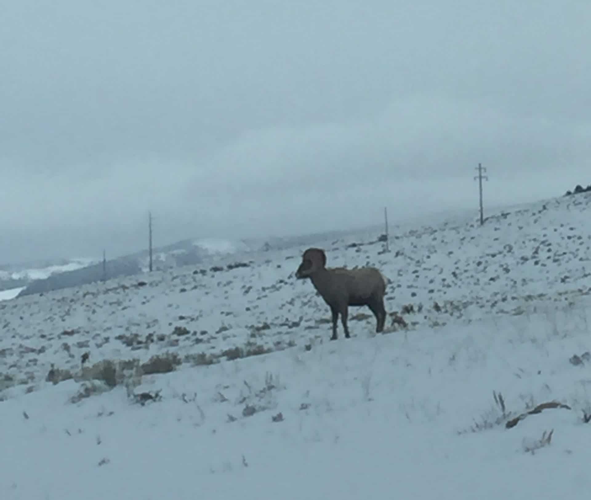 Wyoming Big Horn Sheep Outfitter Wyoming Big Horn Sheep Outfitter